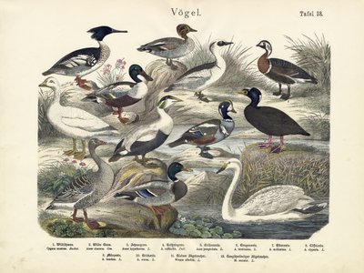 Vögel, um 1860 von German School